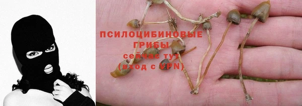 стаф Гусев